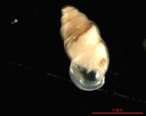  ( - 1227e_GER_Wehr)  @14 [ ] CreativeCommons - Attribution Non-Commercial Share-Alike (2011) Unspecified AG Phylogeny and Systematics, Goethe-University, Frankfurt a.M., Germany