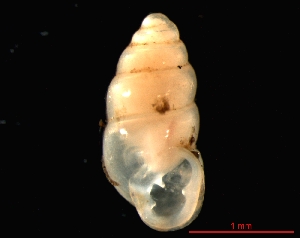  ( - 1324a_SUI_Vallorbe)  @14 [ ] CreativeCommons - Attribution Non-Commercial Share-Alike (2011) Unspecified AG Phylogeny and Systematics, Goethe-University, Frankfurt a.M., Germany
