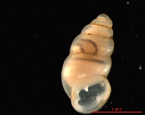  ( - 1324b_SUI_Vallorbe)  @14 [ ] CreativeCommons - Attribution Non-Commercial Share-Alike (2011) Unspecified AG Phylogeny and Systematics, Goethe-University, Frankfurt a.M., Germany