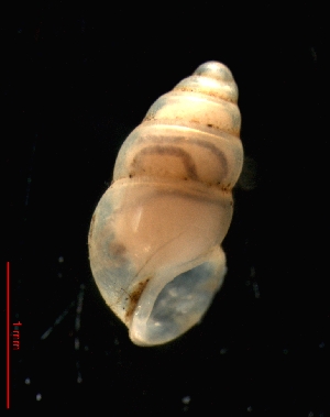  ( - 1324b_SUI_Vallorbe)  @14 [ ] CreativeCommons - Attribution Non-Commercial Share-Alike (2011) Unspecified AG Phylogeny and Systematics, Goethe-University, Frankfurt a.M., Germany