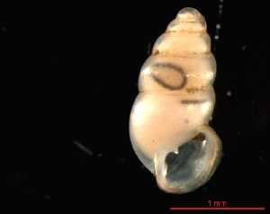  ( - 1324c_SUI_Vallorbe)  @14 [ ] CreativeCommons - Attribution Non-Commercial Share-Alike (2011) Unspecified AG Phylogeny and Systematics, Goethe-University, Frankfurt a.M., Germany