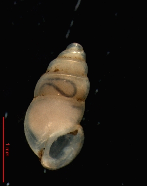  ( - 1324c_SUI_Vallorbe)  @14 [ ] CreativeCommons - Attribution Non-Commercial Share-Alike (2011) Unspecified AG Phylogeny and Systematics, Goethe-University, Frankfurt a.M., Germany