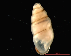  ( - 1324d_SUI_Vallorbe)  @14 [ ] CreativeCommons - Attribution Non-Commercial Share-Alike (2011) Unspecified AG Phylogeny and Systematics, Goethe-University, Frankfurt a.M., Germany
