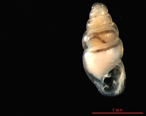  ( - 1324e_SUI_Vallorbe)  @14 [ ] CreativeCommons - Attribution Non-Commercial Share-Alike (2011) Unspecified AG Phylogeny and Systematics, Goethe-University, Frankfurt a.M., Germany