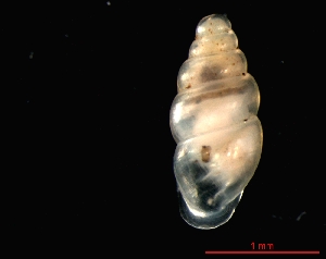  ( - 1324e_SUI_Vallorbe)  @14 [ ] CreativeCommons - Attribution Non-Commercial Share-Alike (2011) Unspecified AG Phylogeny and Systematics, Goethe-University, Frankfurt a.M., Germany