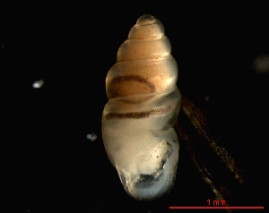  (Carychium tridentatum - 1342d_CRO_Tounj)  @14 [ ] CreativeCommons - Attribution Non-Commercial Share-Alike (2011) Unspecified AG Phylogeny and Systematics, Goethe-University, Frankfurt a.M., Germany