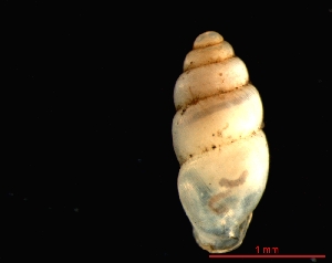  (Carychium tridentatum - 1354f_CZ_Cereniste)  @14 [ ] CreativeCommons - Attribution Non-Commercial Share-Alike (2011) Unspecified AG Phylogeny and Systematics, Goethe-University, Frankfurt a.M., Germany