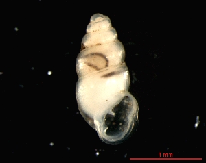 ( - 1400b_BEL_Eupen)  @14 [ ] CreativeCommons - Attribution Non-Commercial Share-Alike (2011) Unspecified AG Phylogeny and Systematics, Goethe-University, Frankfurt a.M., Germany