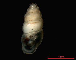  ( - 1602d_SUI_LeBouillet)  @14 [ ] CreativeCommons - Attribution Non-Commercial Share-Alike (2011) Unspecified AG Phylogeny and Systematics, Goethe-University, Frankfurt a.M., Germany