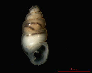  ( - 1602i_SUI_LeBouillet)  @14 [ ] CreativeCommons - Attribution Non-Commercial Share-Alike (2011) Unspecified AG Phylogeny and Systematics, Goethe-University, Frankfurt a.M., Germany