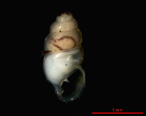 ( - 1665f_DEN_Humlebaek)  @14 [ ] CreativeCommons - Attribution Non-Commercial Share-Alike (2011) Unspecified AG Phylogeny and Systematics, Goethe-University, Frankfurt a.M., Germany