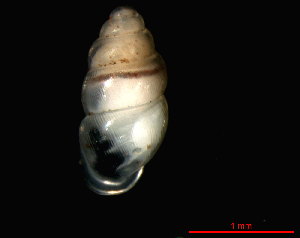  ( - 1665h_DEN_Humlebaek)  @14 [ ] CreativeCommons - Attribution Non-Commercial Share-Alike (2011) Unspecified AG Phylogeny and Systematics, Goethe-University, Frankfurt a.M., Germany