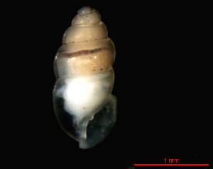  ( - 1665i_DEN_Humlebaek)  @14 [ ] CreativeCommons - Attribution Non-Commercial Share-Alike (2011) Unspecified AG Phylogeny and Systematics, Goethe-University, Frankfurt a.M., Germany