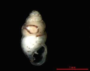  ( - 1666c_DEN_Humlebaek)  @14 [ ] CreativeCommons - Attribution Non-Commercial Share-Alike (2011) Unspecified AG Phylogeny and Systematics, Goethe-University, Frankfurt a.M., Germany
