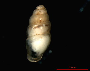  ( - 1793a_ESP_deFarners)  @14 [ ] CreativeCommons - Attribution Non-Commercial Share-Alike (2011) Unspecified AG Phylogeny and Systematics, Goethe-University, Frankfurt a.M., Germany