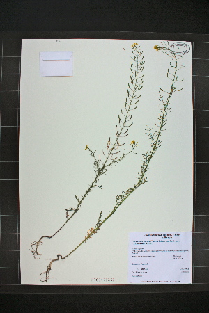  (Descurainia pinnata - MT00179367)  @11 [ ] CreativeCommons - Attribution Non-Commercial (2012) MT Herbier Marie-Victorin