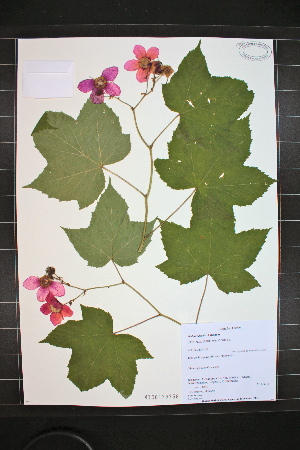  (Rubus odoratus - MT00179738)  @11 [ ] CreativeCommons - Attribution Non-Commercial (2012) MT Herbier Marie-Victorin