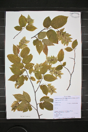  (Carpinus caroliniana spp. virginiana - MT00179742)  @11 [ ] CreativeCommons - Attribution Non-Commercial (2012) MT Herbier Marie-Victorin