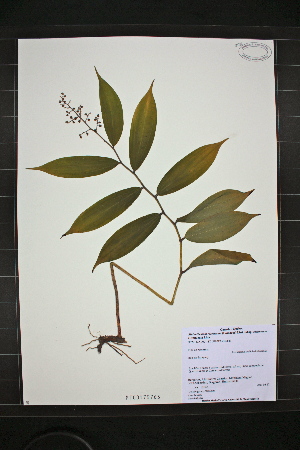  (Maianthemum racemosum ssp racemosum - MT00179763)  @11 [ ] CreativeCommons - Attribution Non-Commercial (2012) MT Herbier Marie-Victorin