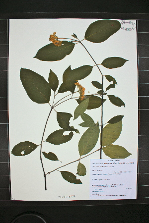  (Cornus amomum spp. obliqua - MT00179779)  @11 [ ] CreativeCommons - Attribution Non-Commercial (2012) MT Herbier Marie-Victorin
