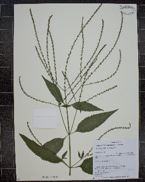  (Verbena urticifolia ssp urticifolia - MT00179861)  @11 [ ] CreativeCommons - Attribution Non-Commercial (2012) MT Herbier Marie-Victorin