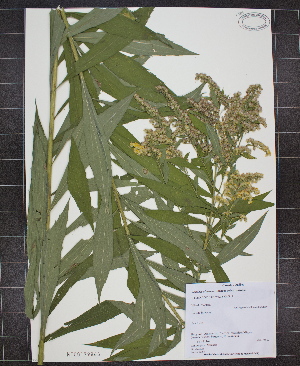  (Solidago altissima ssp altissima - MT00179865)  @11 [ ] CreativeCommons - Attribution Non-Commercial (2012) MT Herbier Marie-Victorin