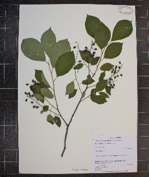  (Prunus virginiana var. virginiana - MT00179996)  @11 [ ] CreativeCommons - Attribution Non-Commercial (2012) MT Herbier Marie-Victorin