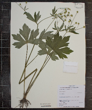  (Ranunculus recurvatus var. recurvatus - MT00179997)  @11 [ ] CreativeCommons - Attribution Non-Commercial (2012) MT Herbier Marie-Victorin