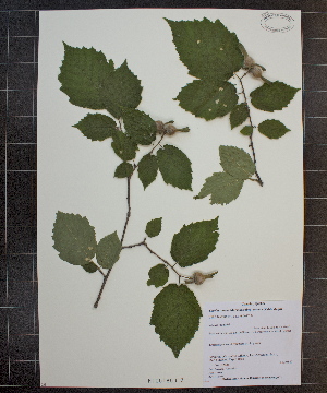  (Corylus cornuta ssp cornuta - MT00180013)  @11 [ ] CreativeCommons - Attribution Non-Commercial (2012) MT Herbier Marie-Victorin