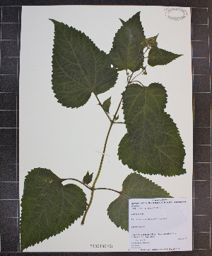 (Ageratina altissima var. altissima - MT00180036)  @11 [ ] CreativeCommons - Attribution Non-Commercial (2012) MT Herbier Marie-Victorin