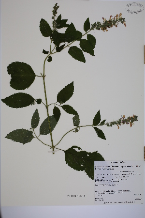  (Teucrium canadense ssp viscidum - MT00186576)  @11 [ ] CreativeCommons - Attribution Non-Commercial (2013) MT Herbier Marie-Victorin