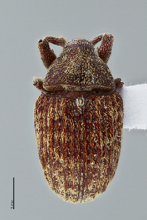  (Rhyssomatus medialis - UAIC1022555)  @11 [ ] CreativeCommons - Attribution Non-Commercial Share-Alike (2018) Wendy Moore University of Arizona