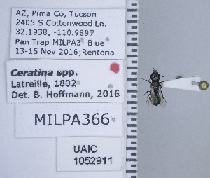  ( - UAIC1052911)  @11 [ ] CreativeCommons - Attribution Non-Commercial Share-Alike (2019) Wendy Moore University of Arizona