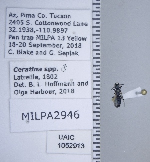  ( - UAIC1052913)  @11 [ ] CreativeCommons - Attribution Non-Commercial Share-Alike (2019) Wendy Moore University of Arizona