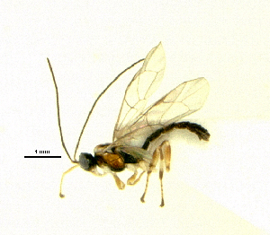  (Zatypota sp - HL-119)  @13 [ ] Unspecified (default): All Rights Reserved  Pham T. N. Unspecified