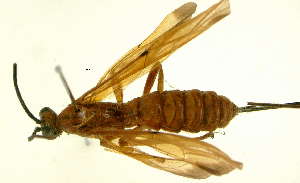  ( - Ich. 101)  @12 [ ] Unspecified (default): All Rights Reserved  Pham T. N. Unspecified