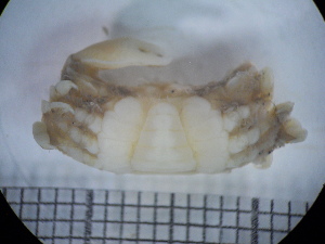  (Holothuriophilus trapeziformis - CH736-A3)  @11 [ ] CreativeCommons - Attribution (2019) Fernando Cortés Carrasco El Colegio de la Frontera Sur, Unidad Chetumal