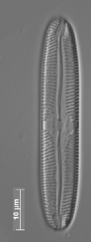  ( - CZECH_SITE11b)  @11 [ ] Copyright (2014) Pieter Vanormelingen Ghent University