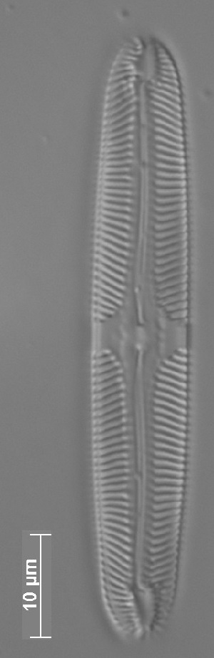  ( - CZECH_SITE13b)  @11 [ ] Copyright (2014) Pieter Vanormelingen Ghent University