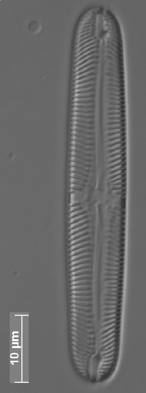  ( - CZECH_OUCH16)  @11 [ ] Copyright (2014) Pieter Vanormelingen Ghent University