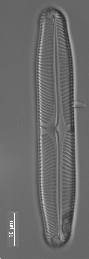  ( - CZECH_SW1-2a)  @11 [ ] Copyright (2014) Pieter Vanormelingen Ghent University