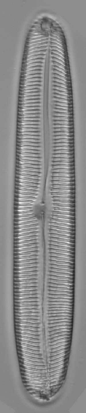  (Pinnularia viridiformis - CZECH_NOS2-12b)  @11 [ ] Copyright (2014) Pieter Vanormelingen Ghent University
