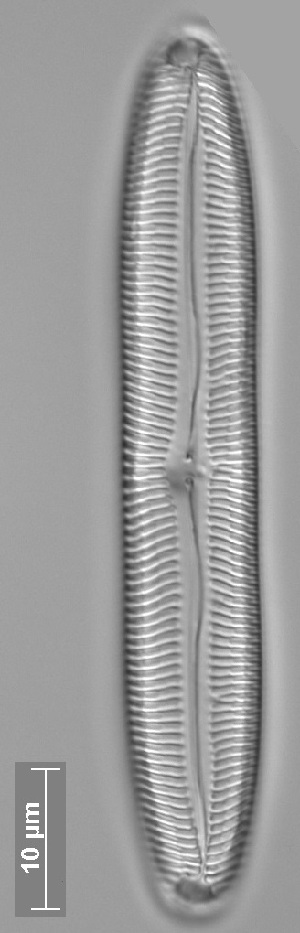  ( - REU12_18_9)  @11 [ ] Copyright (2014) Pieter Vanormelingen Ghent University