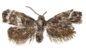  ( - NK-L30)  @11 [ ] Copyright (2025) Kovalenko Margarita All-Russian Plant Quarantine Center, Bykovo, Moscow, Russia