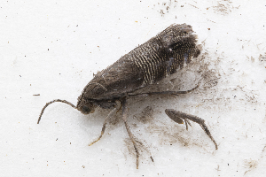  ( - NK-L31)  @11 [ ] Copyright (2025) Kovalenko Margarita All-Russian Plant Quarantine Center, Bykovo, Moscow, Russia