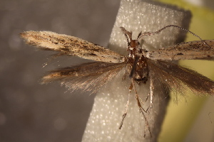  (Coleophora arta - NK2916)  @11 [ ] Copyright (2025) Natalia Kirichenko Sukachev institute of Forest SB RAS