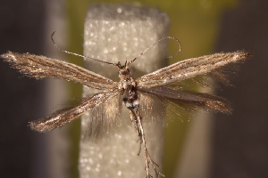  (Coleophora linosiris - NK2924)  @11 [ ] Copyright (2025) Natalia Kirichenko Sukachev institute of Forest SB RAS