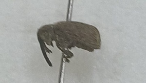  (Agrilus grandis - NK2948)  @11 [ ] Copyright (2025) Natalia Kirichenko Sukachev institute of Forest SB RAS