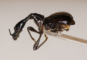  (Cycnotrachelodes - NK2991)  @11 [ ] Copyright (2025) Natalia Kirichenko Sukachev institute of Forest SB RAS