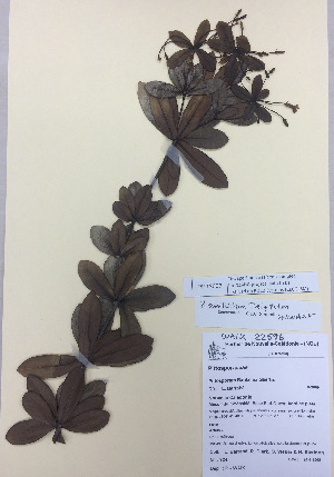  (Pittosporum sessilifolium - PITTS007)  @11 [ ] Copyright (2016) CEC Gemmill University of Waikato